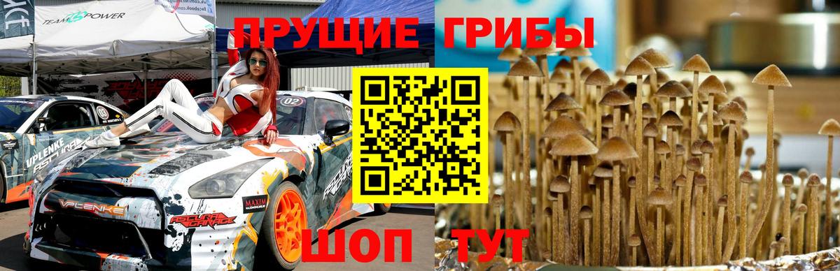 Зима  Псилоцибиновые грибы прущие грибы  Вход с VPN 